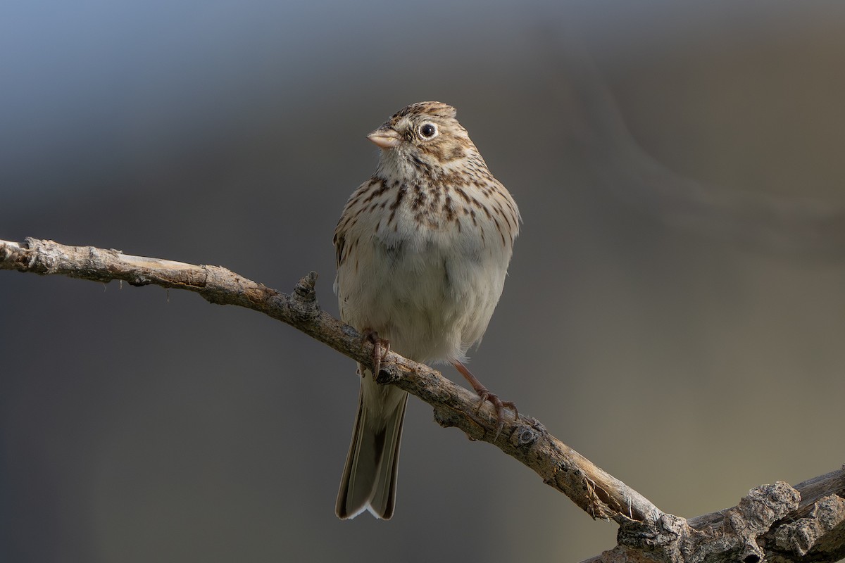 Vesper Sparrow - Robert Raker