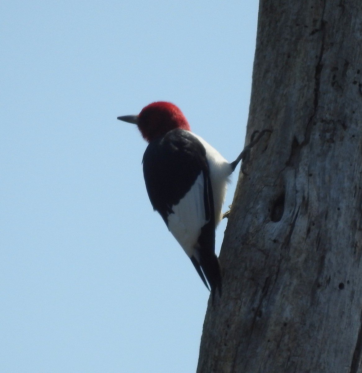Red-headed Woodpecker - Ed Escalante