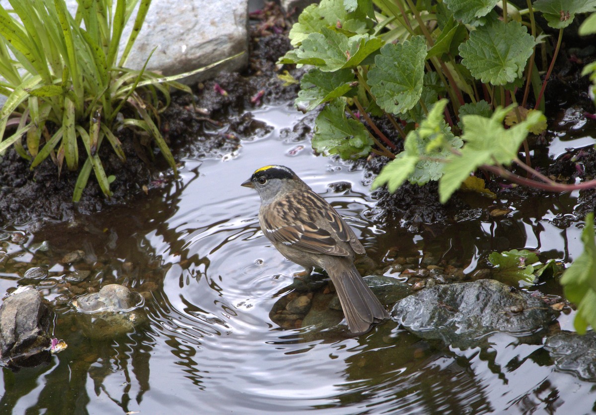 Golden-crowned Sparrow - ML618131901