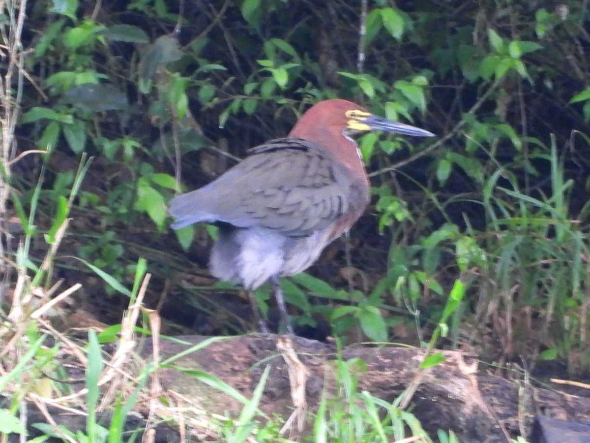Rufescent Tiger-Heron - Mary Leigh