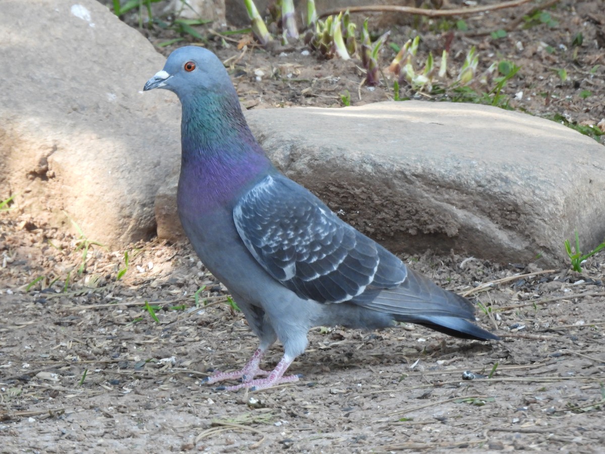 Rock Pigeon (Feral Pigeon) - Rhonda Langelaan