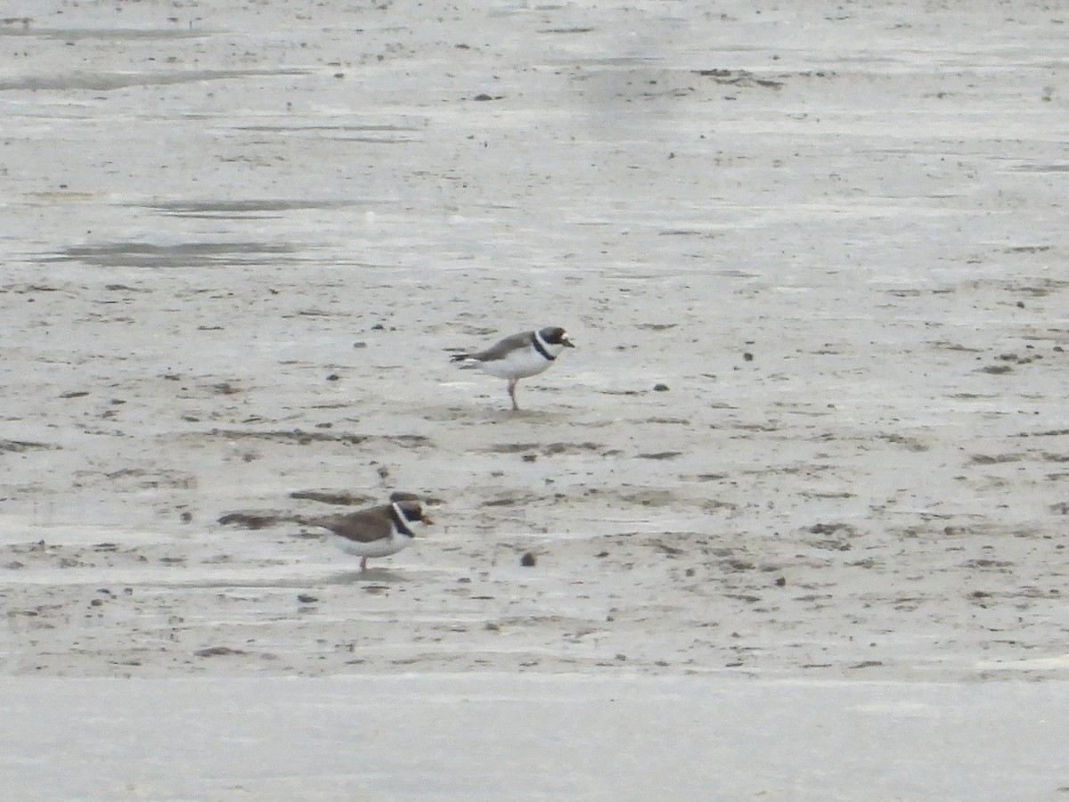 Semipalmated Plover - Samuel Belley