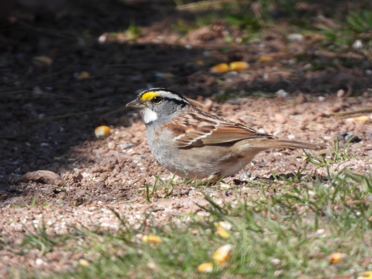 White-throated Sparrow - ML618131939