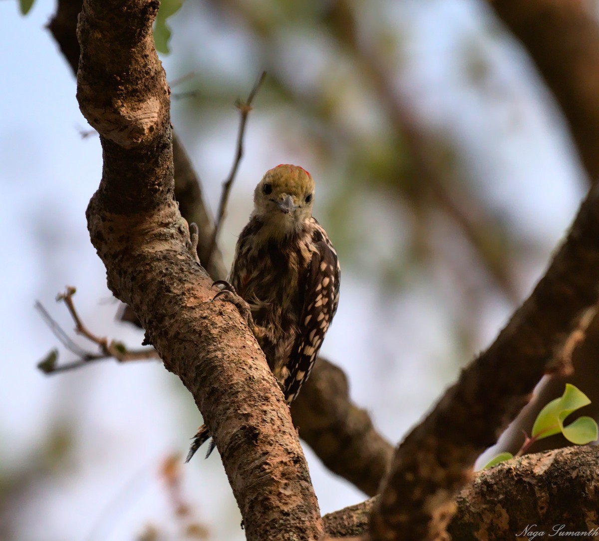 Yellow-crowned Woodpecker - ML618131950