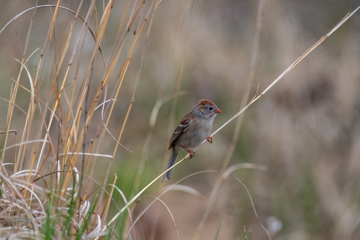 Field Sparrow - ML618131953