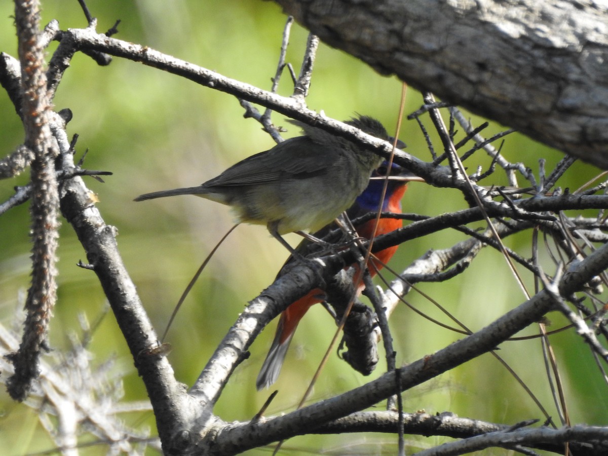 Painted Bunting - ML618131960