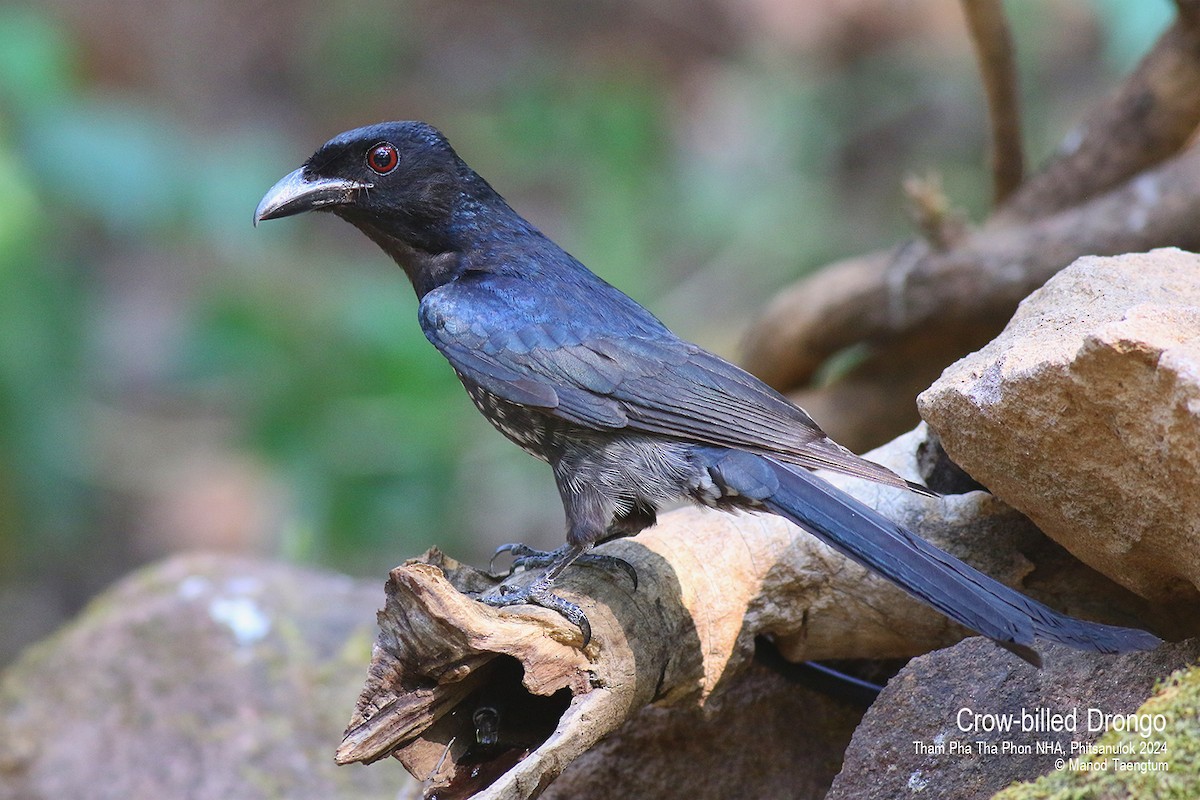 Crow-billed Drongo - ML618131993