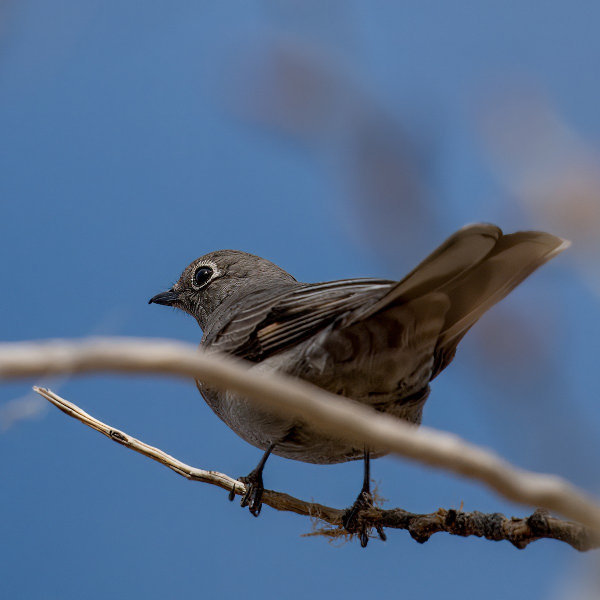 Townsend's Solitaire - Oliver Saunders Wilder
