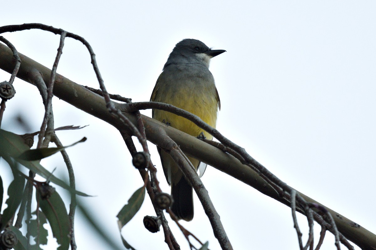 eBird Checklist - 27 Apr 2024 - tesla and cross - 13 species