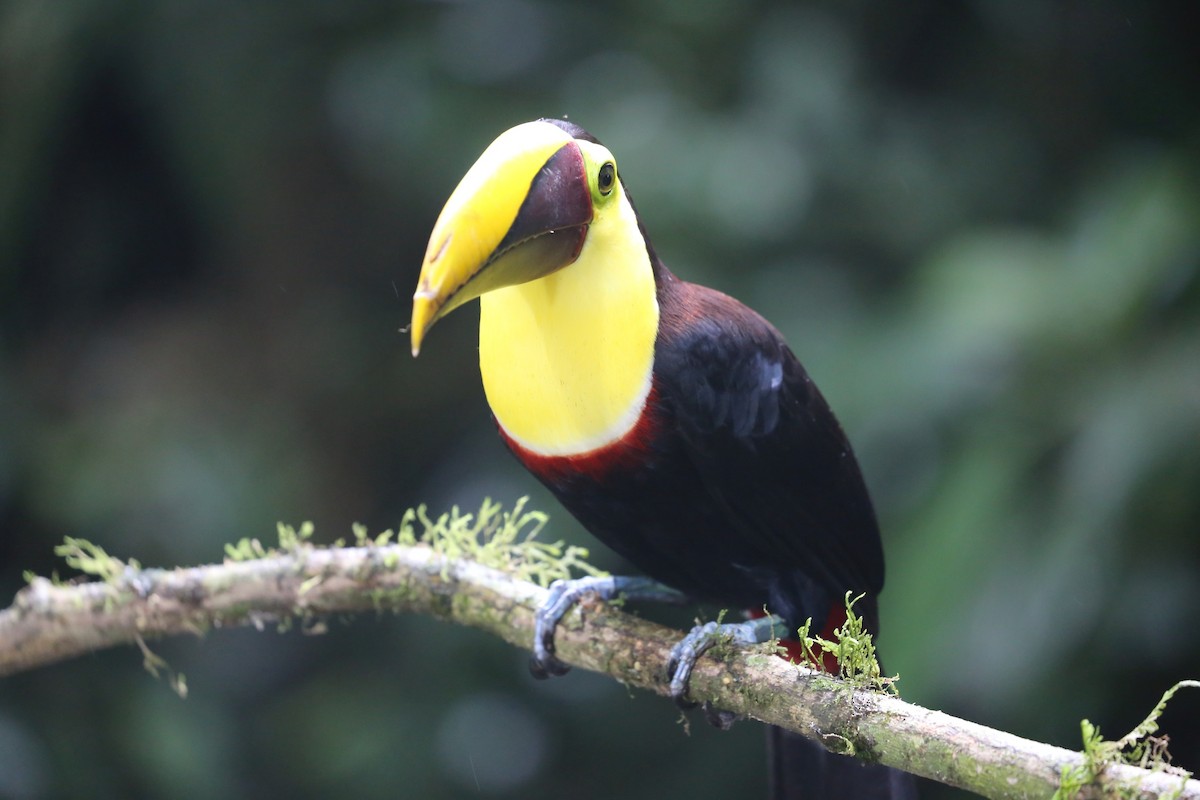 Yellow-throated Toucan - Susan Hunter