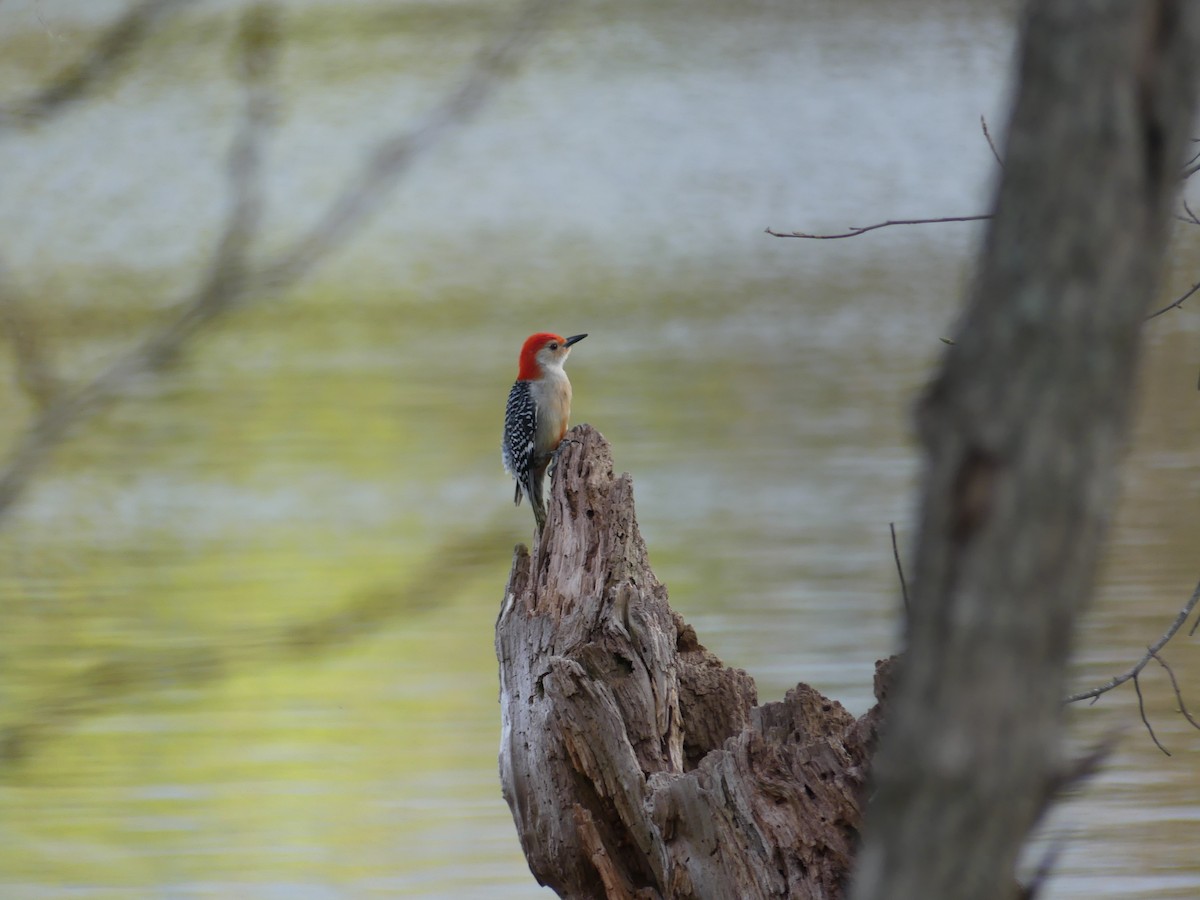 Red-bellied Woodpecker - Konrad Temlitz