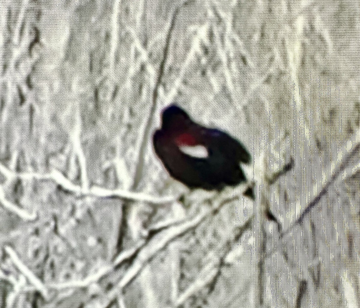 Tricolored Blackbird - ML618132150
