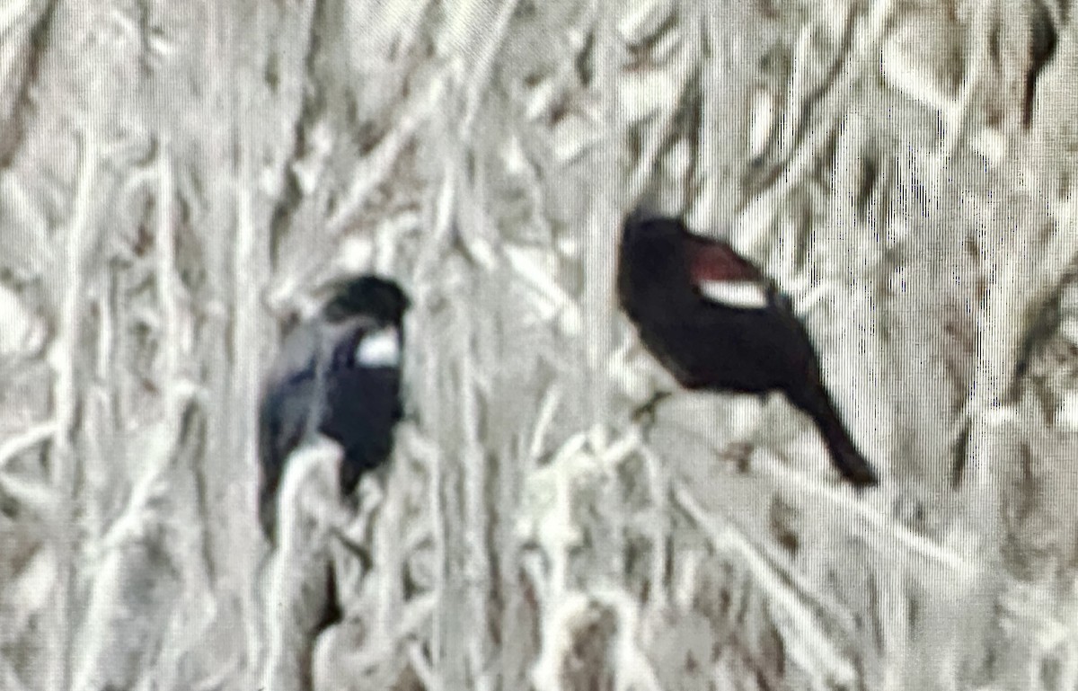 Tricolored Blackbird - Darchelle Worley