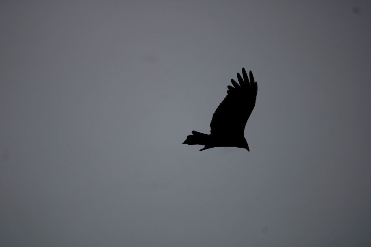 Black Vulture - Armando Aranela