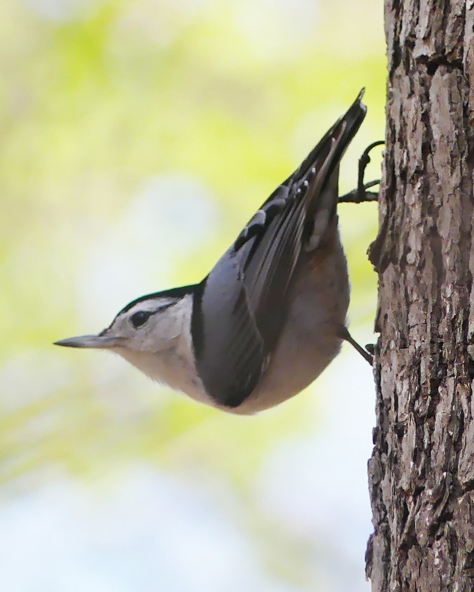White-breasted Nuthatch - ML618132160