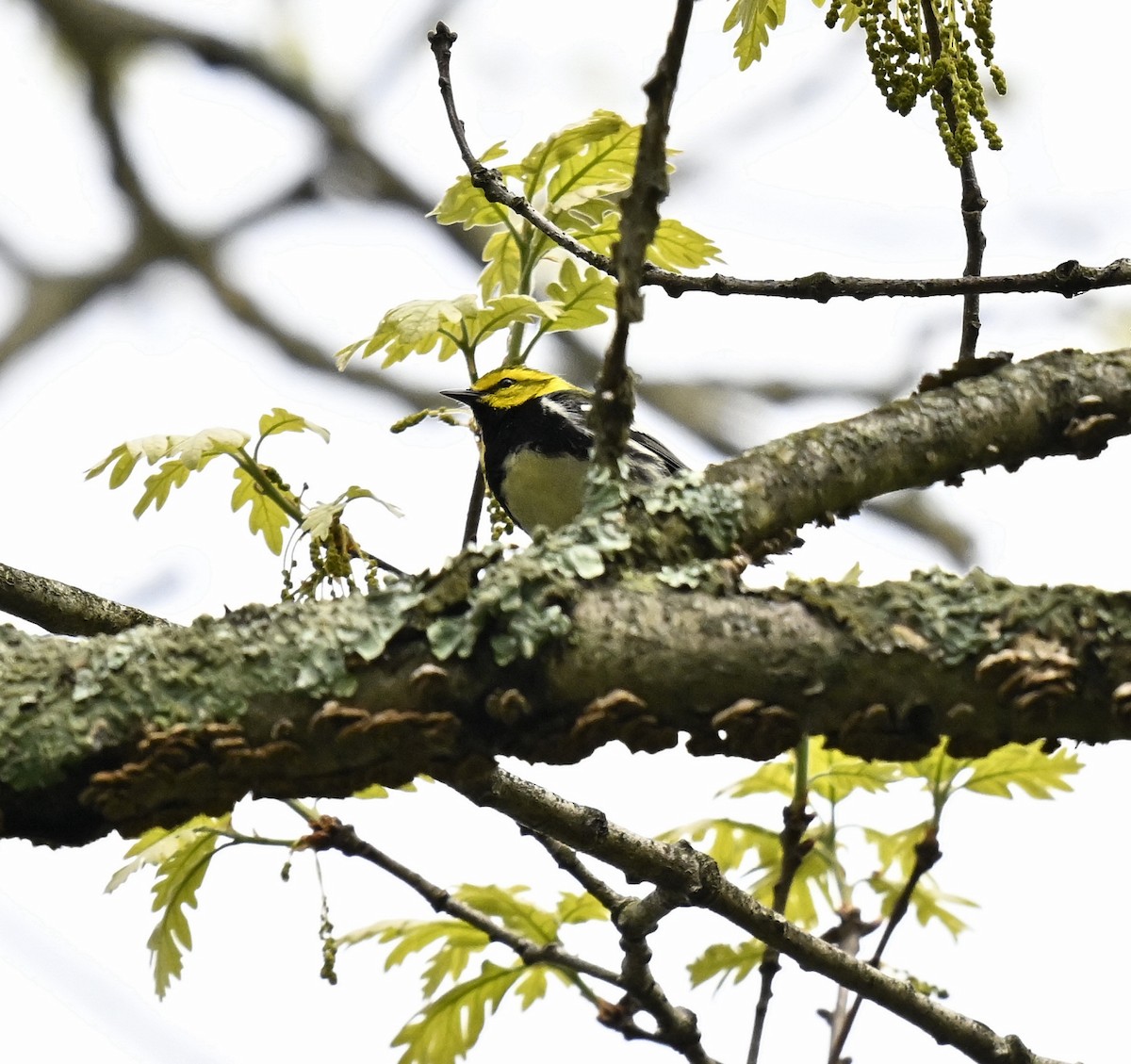 Black-throated Green Warbler - ML618132167