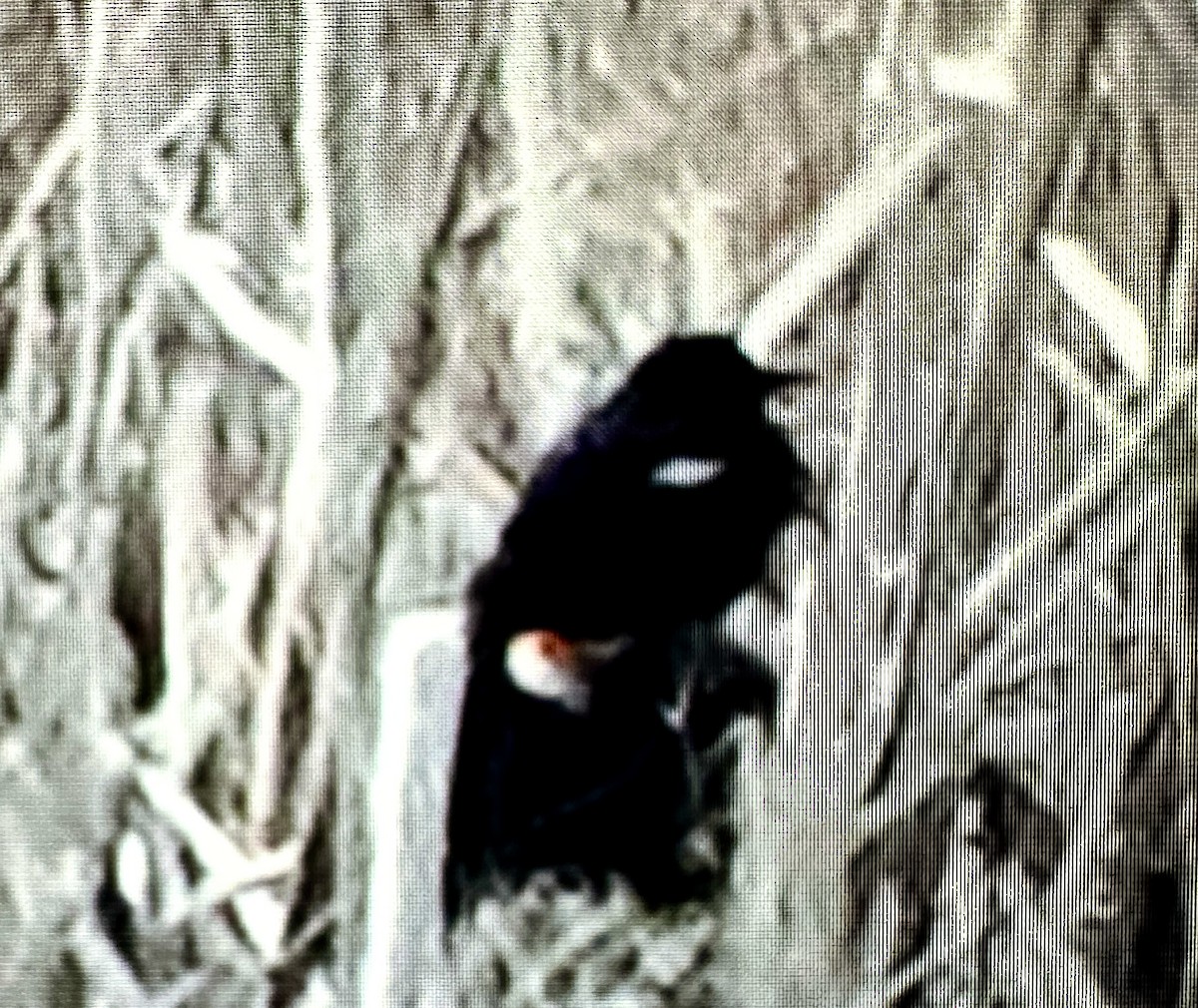 Tricolored Blackbird - ML618132197