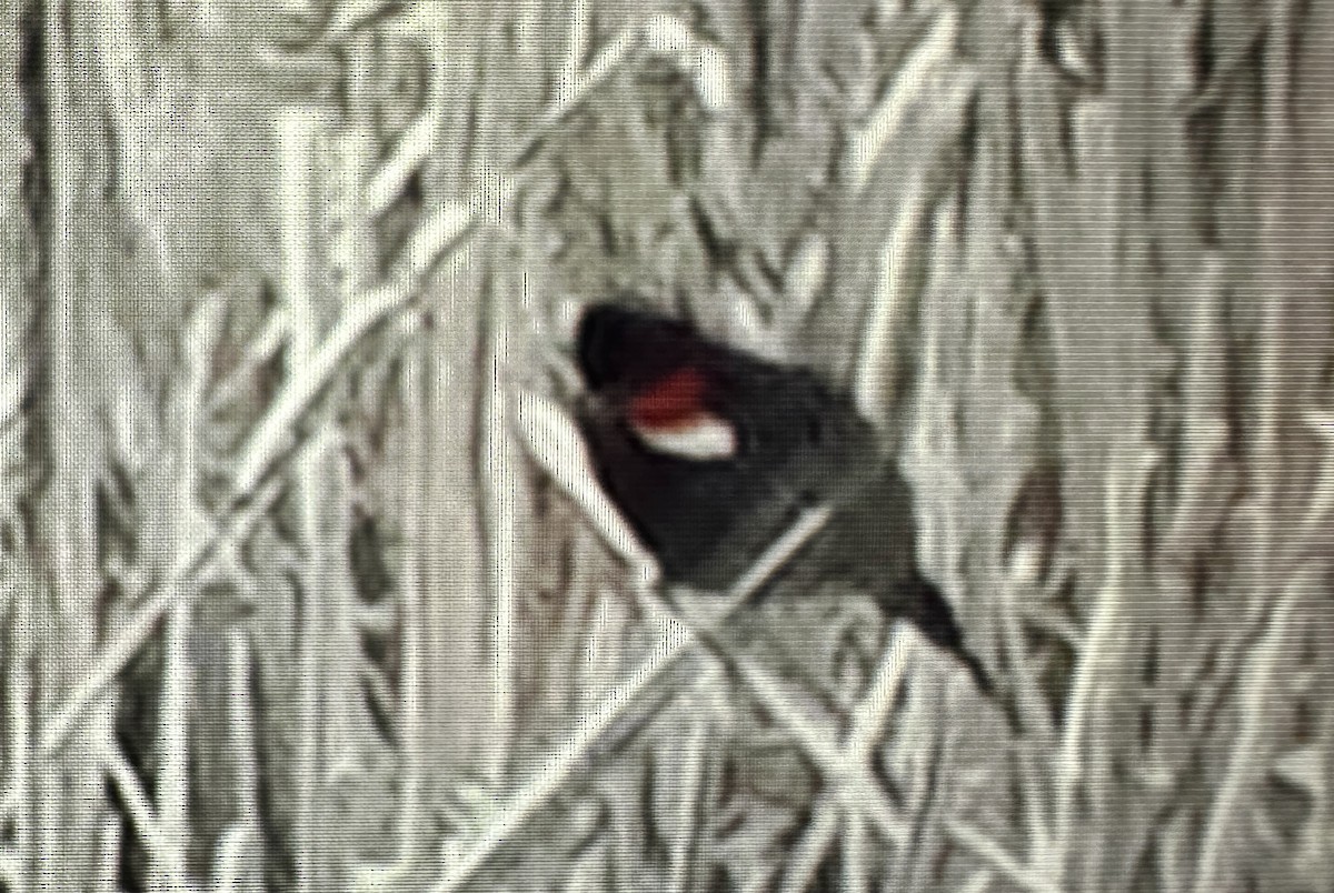 Tricolored Blackbird - ML618132198