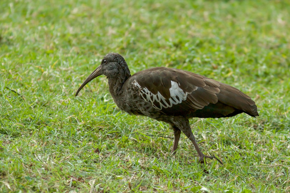 ibis etiopský - ML618132220