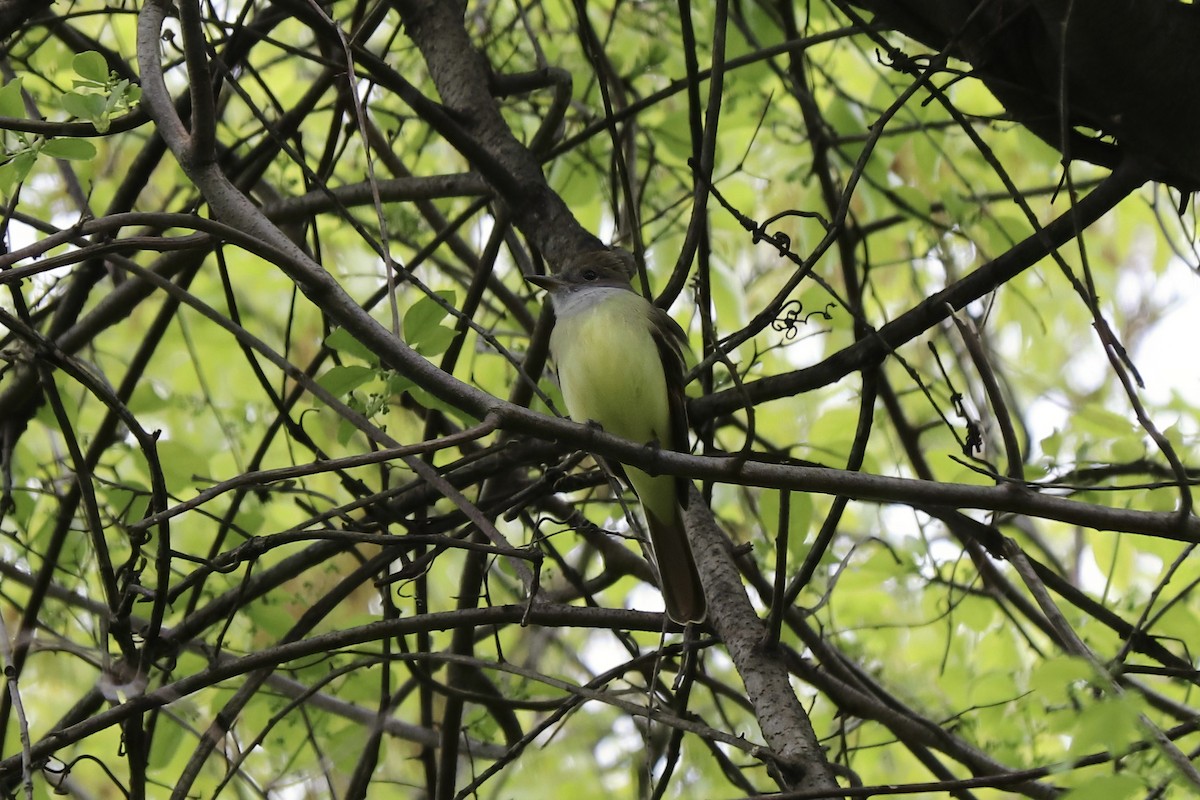 Great Crested Flycatcher - ML618132223