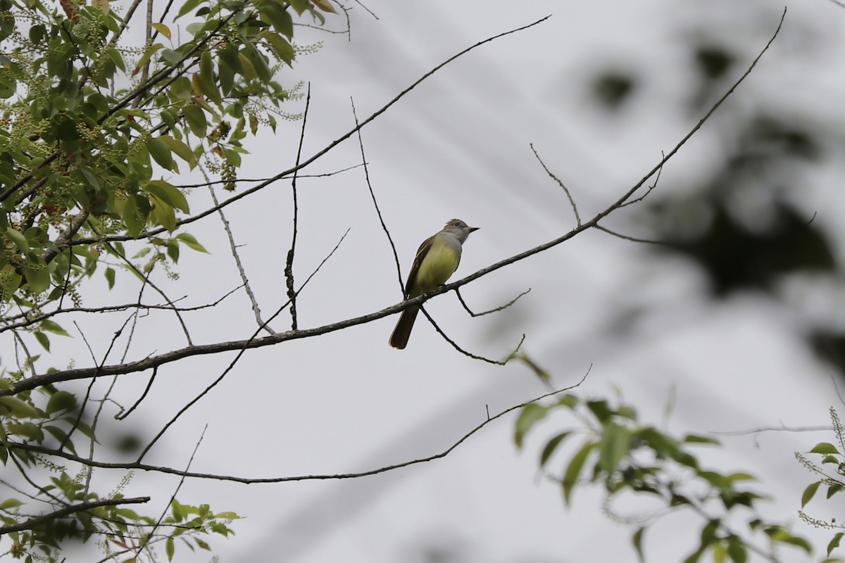Great Crested Flycatcher - ML618132226