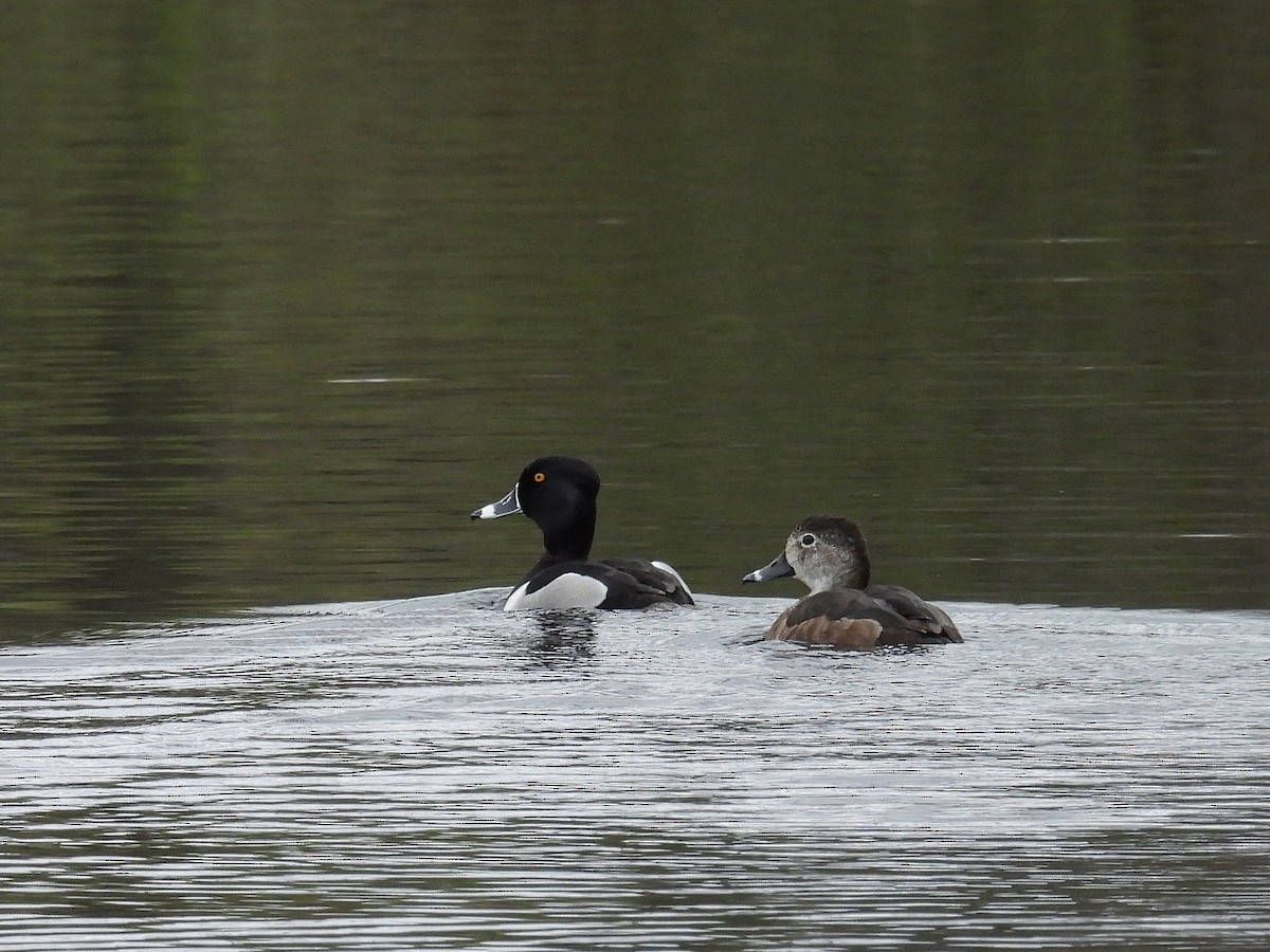 Ring-necked Duck - Mark Holle