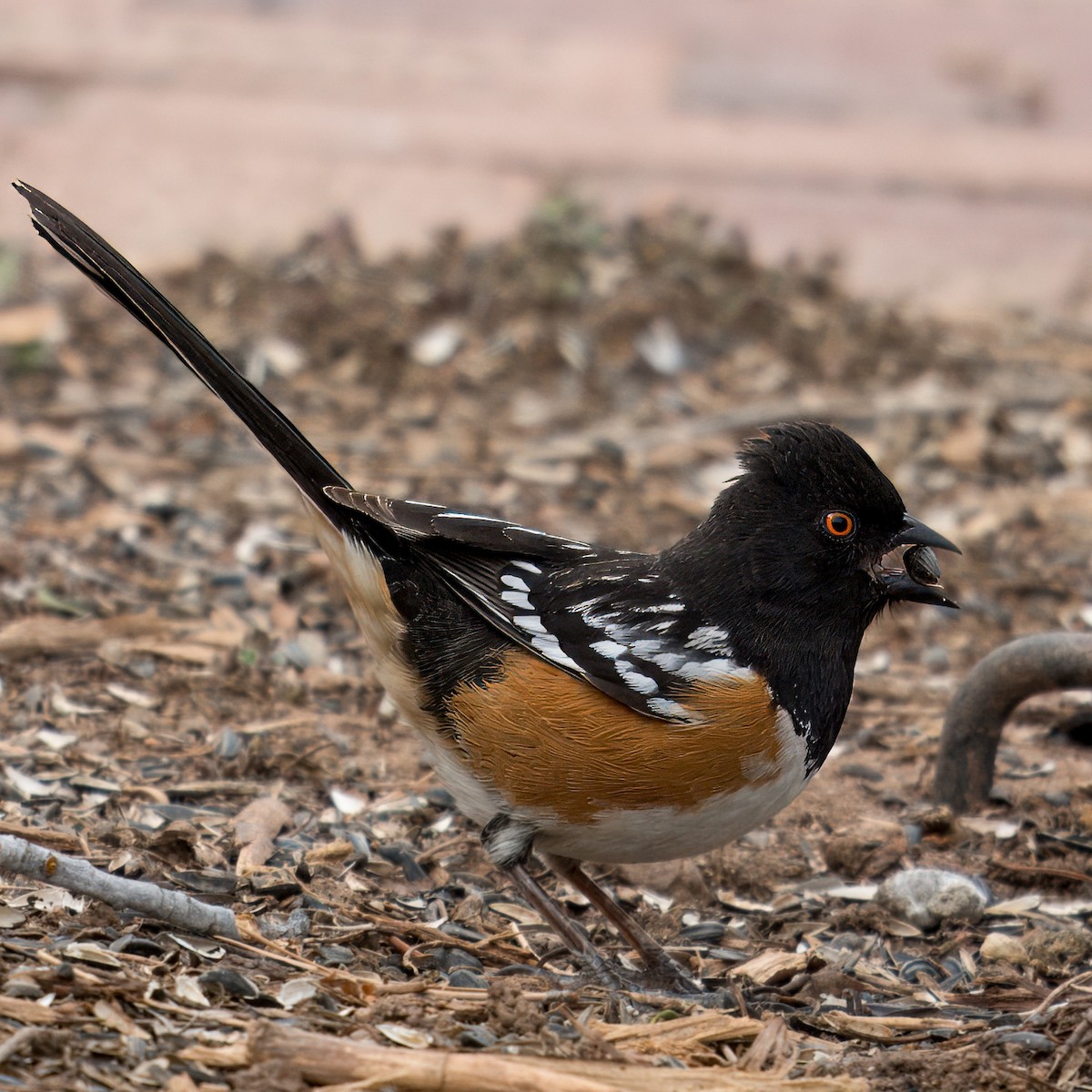 Spotted Towhee - Oliver Saunders Wilder