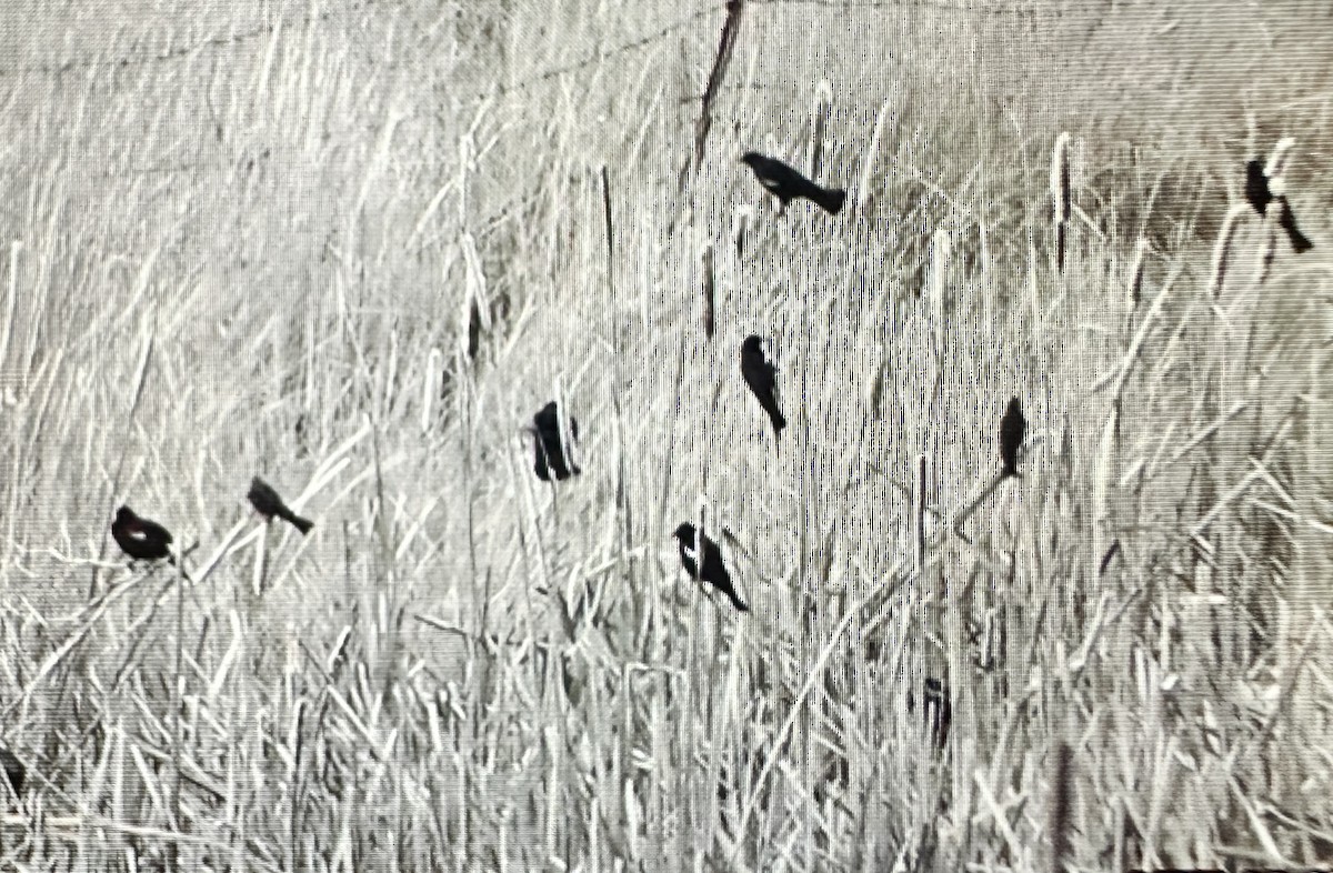 Tricolored Blackbird - ML618132273