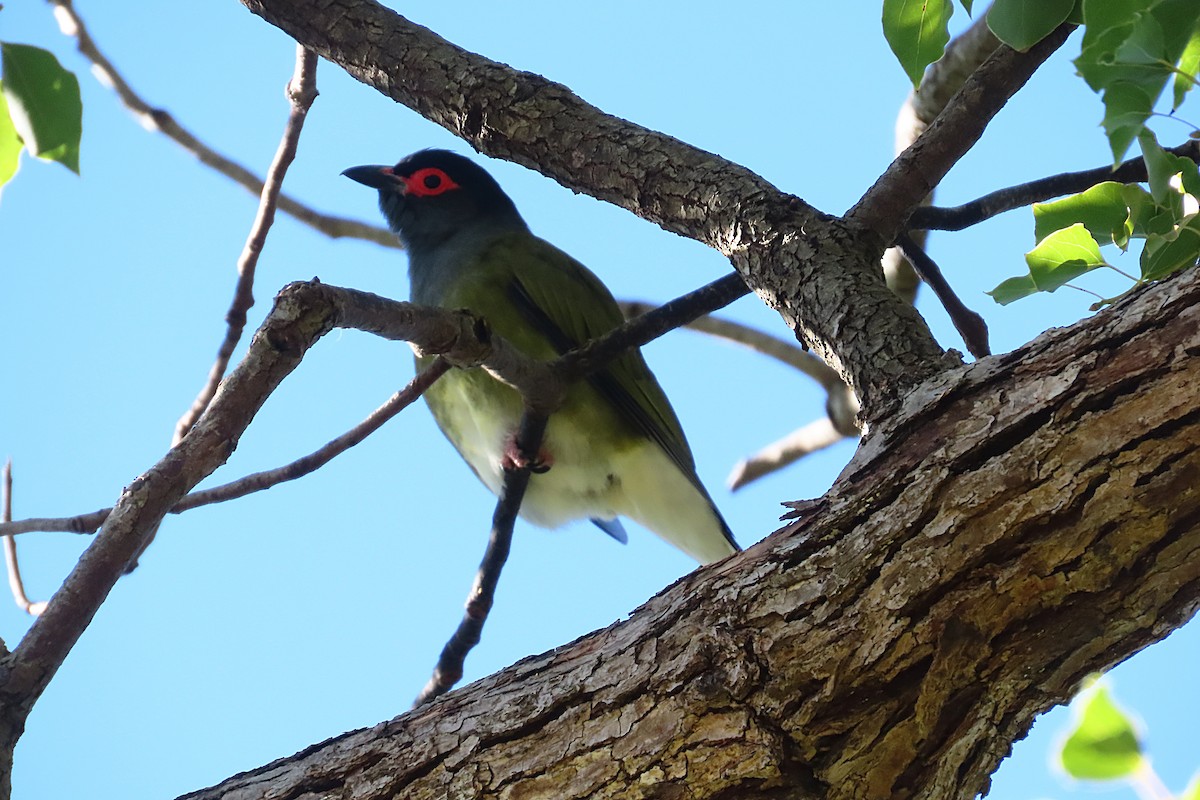 Australasian Figbird - ML618132279