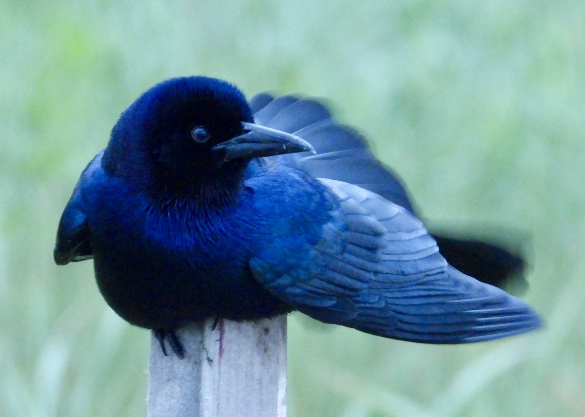 Boat-tailed Grackle - ML618132282