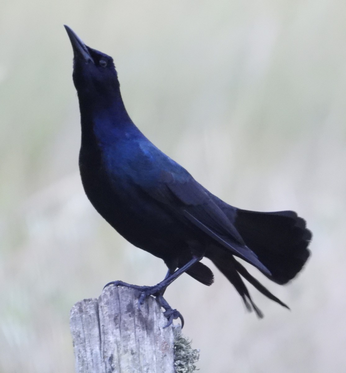 Boat-tailed Grackle - ML618132283