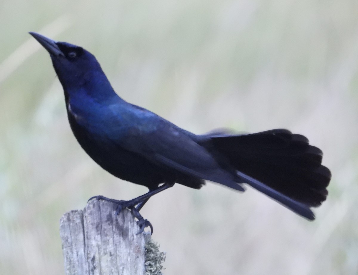 Boat-tailed Grackle - ML618132284