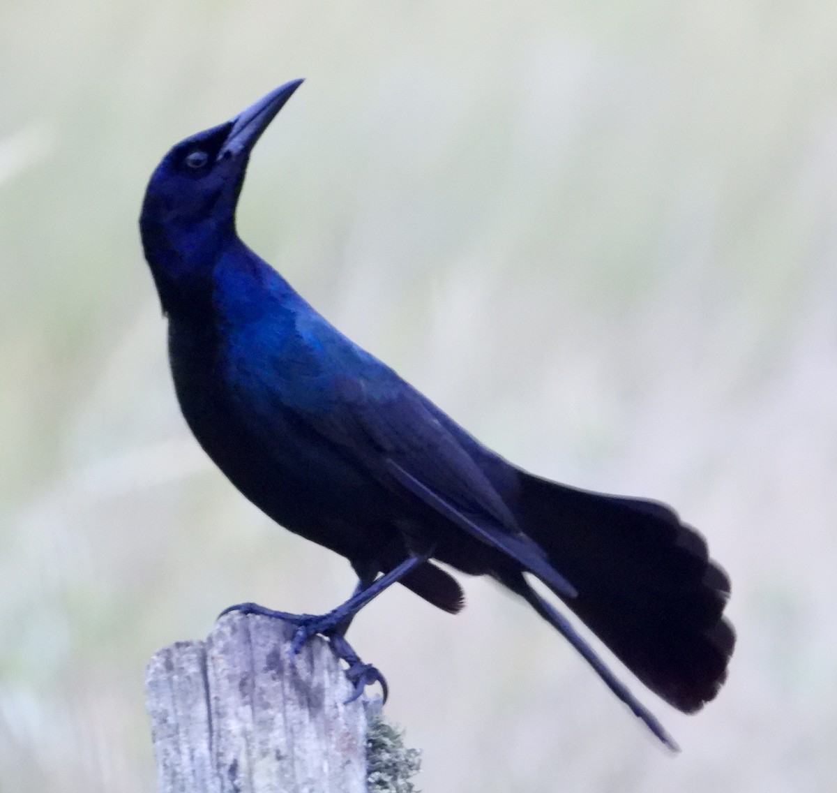 Boat-tailed Grackle - ML618132285