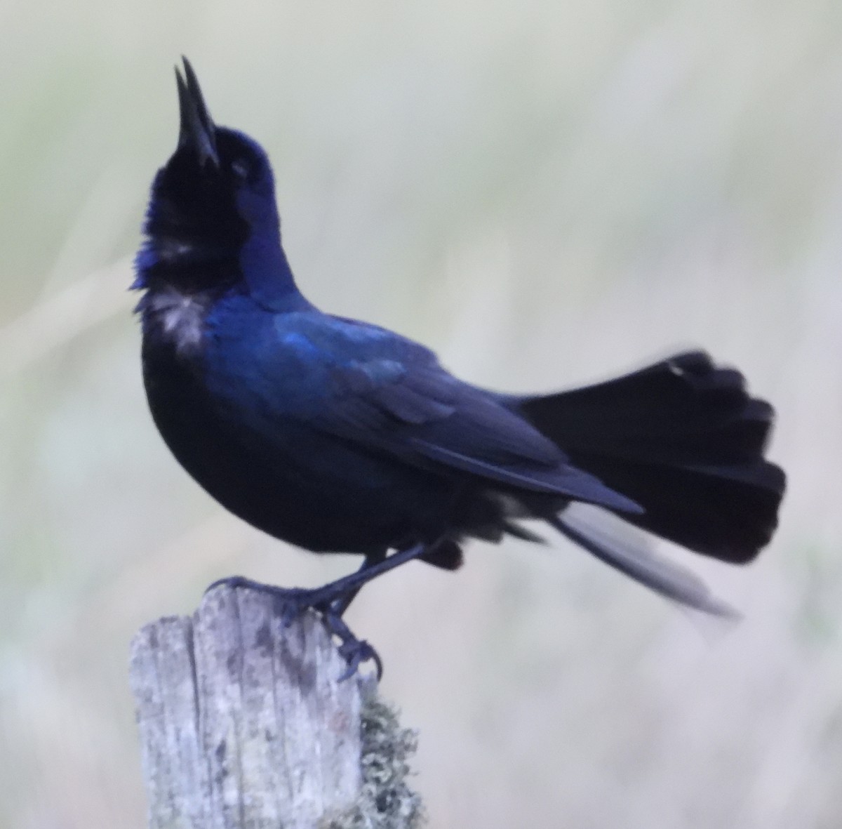 Boat-tailed Grackle - ML618132287
