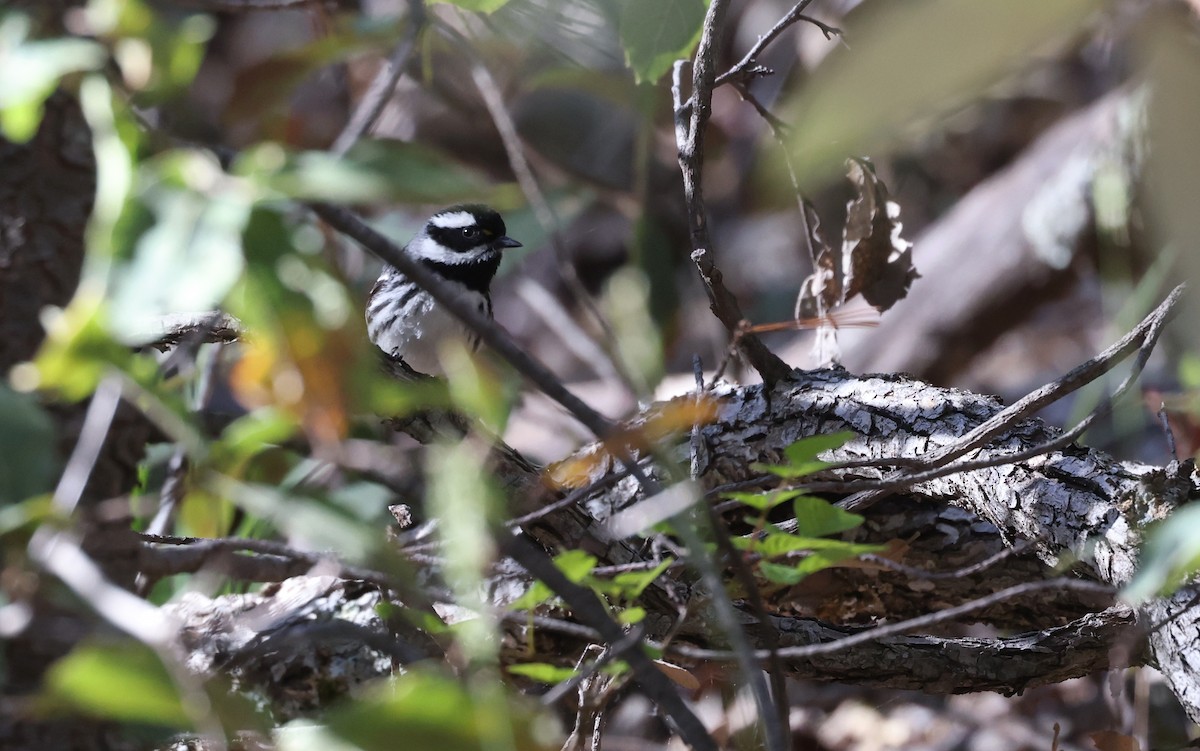 Black-throated Gray Warbler - ML618132322