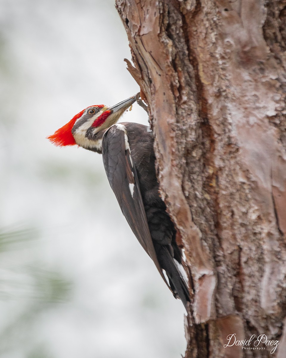 Pileated Woodpecker - ML618132323