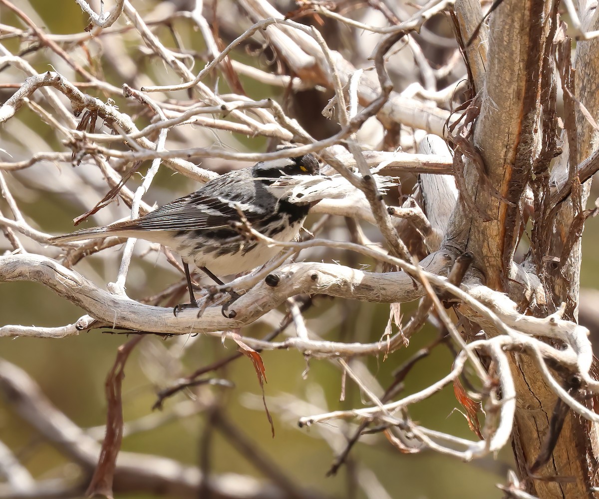 Black-throated Gray Warbler - ML618132327