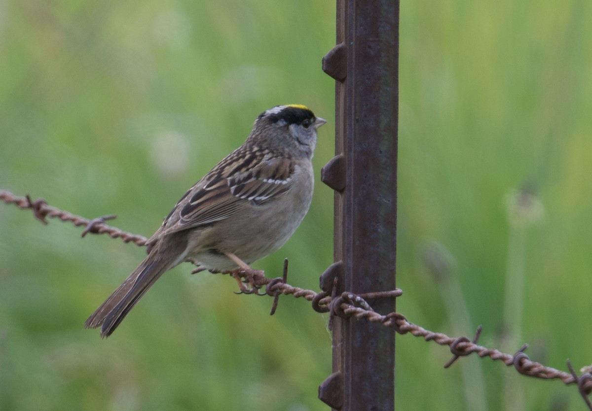 Golden-crowned Sparrow - ML618132342