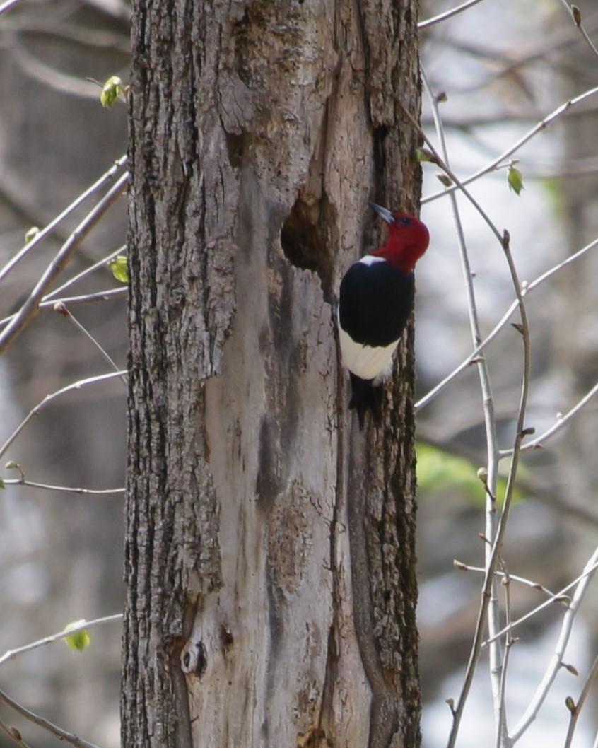 Red-headed Woodpecker - Rick Wojcik