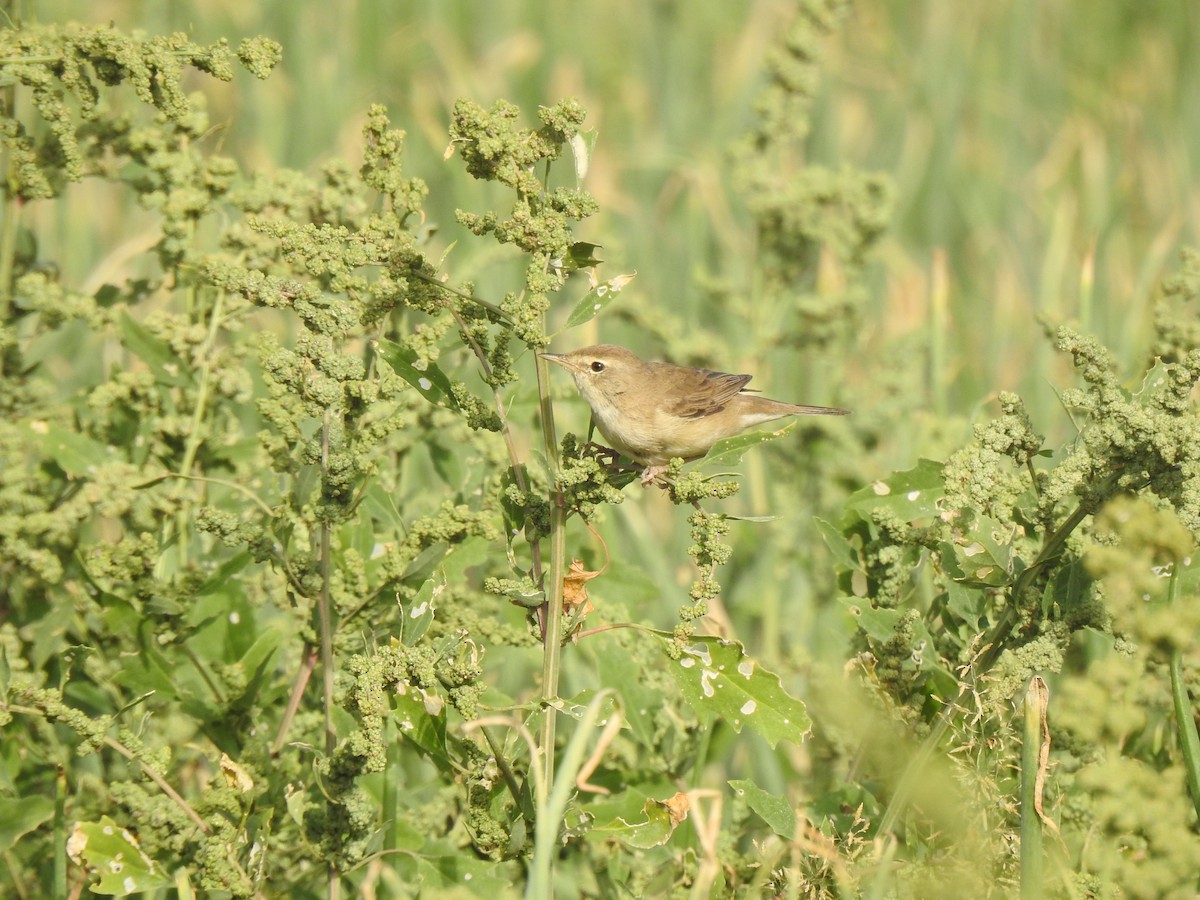 Booted Warbler - ML618132356