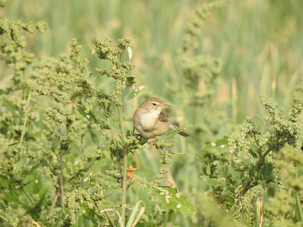Booted Warbler - ML618132357