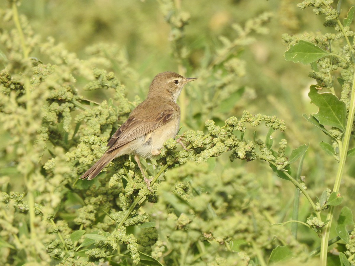 Booted Warbler - ML618132359