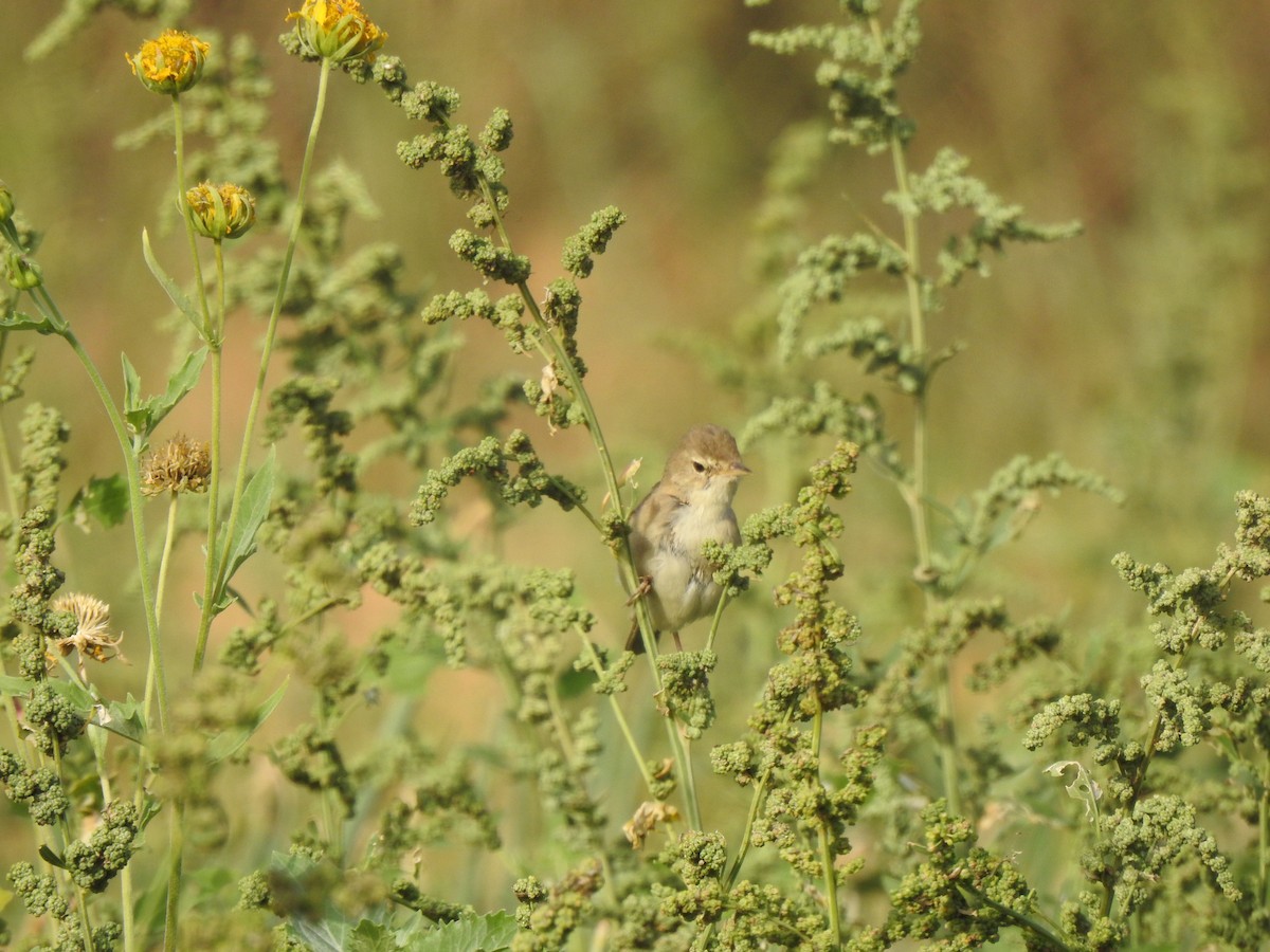 Booted Warbler - ML618132360