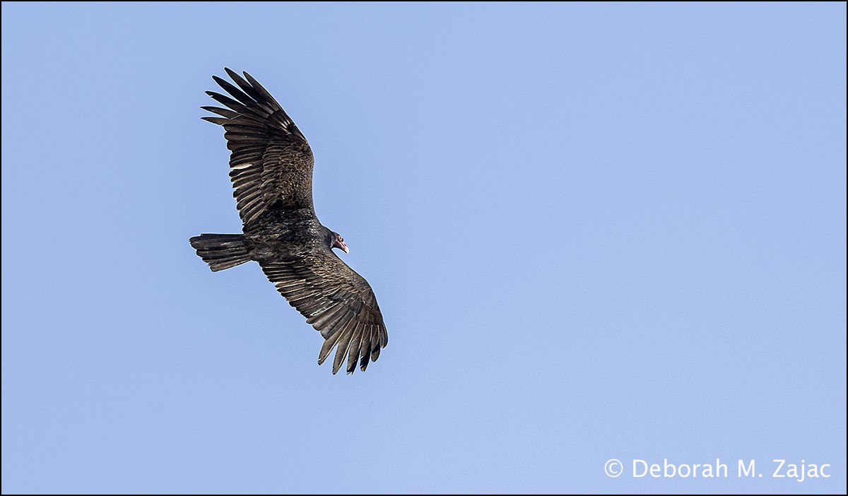 Turkey Vulture - ML618132384