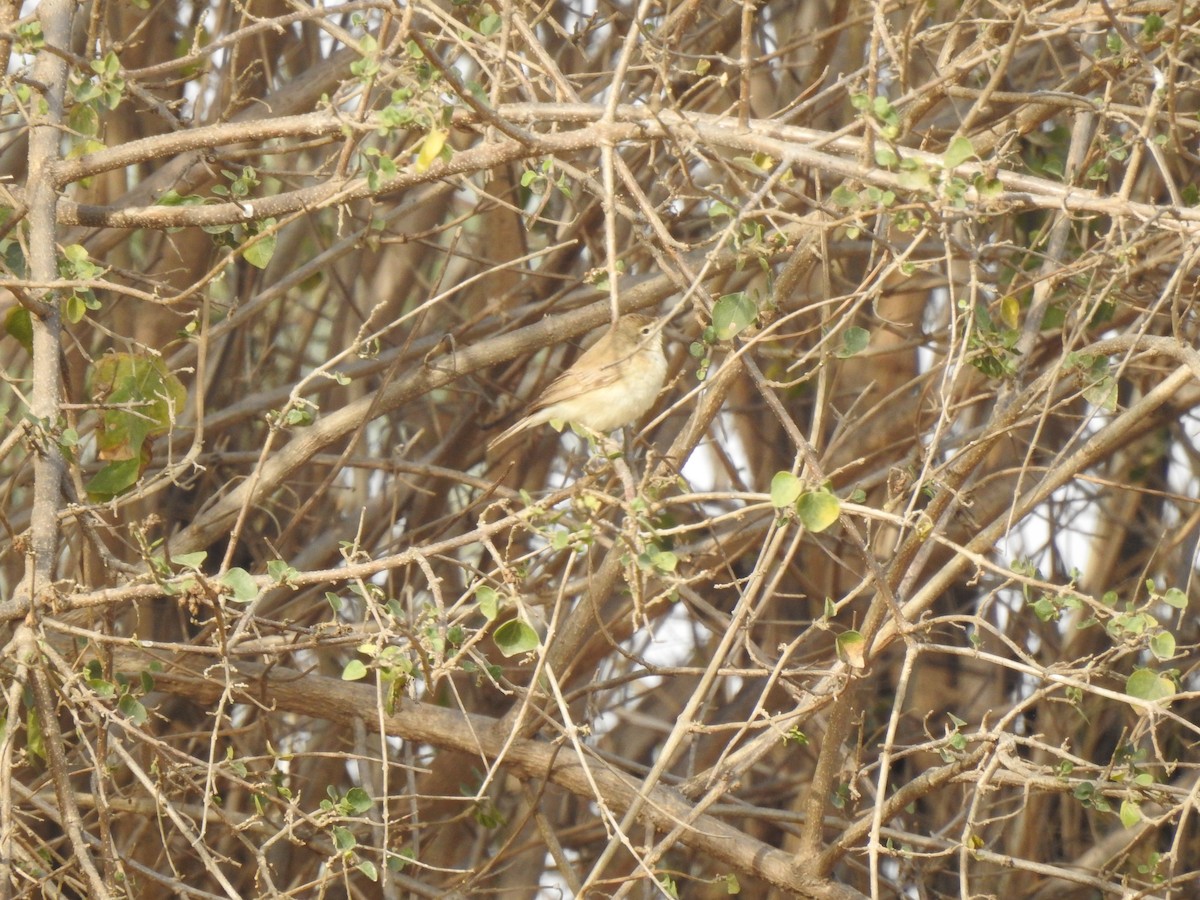 Booted Warbler - ML618132420