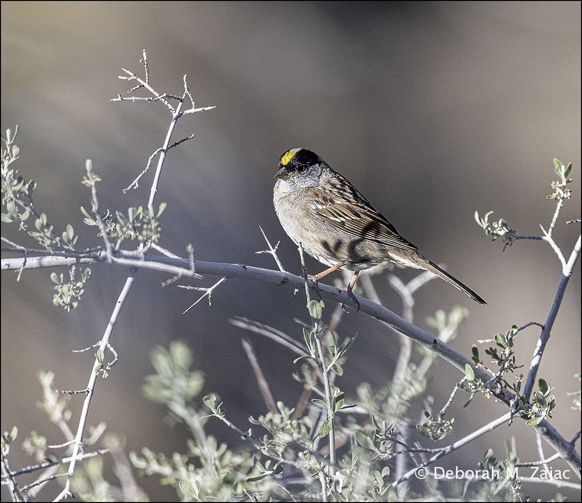 Golden-crowned Sparrow - ML618132429