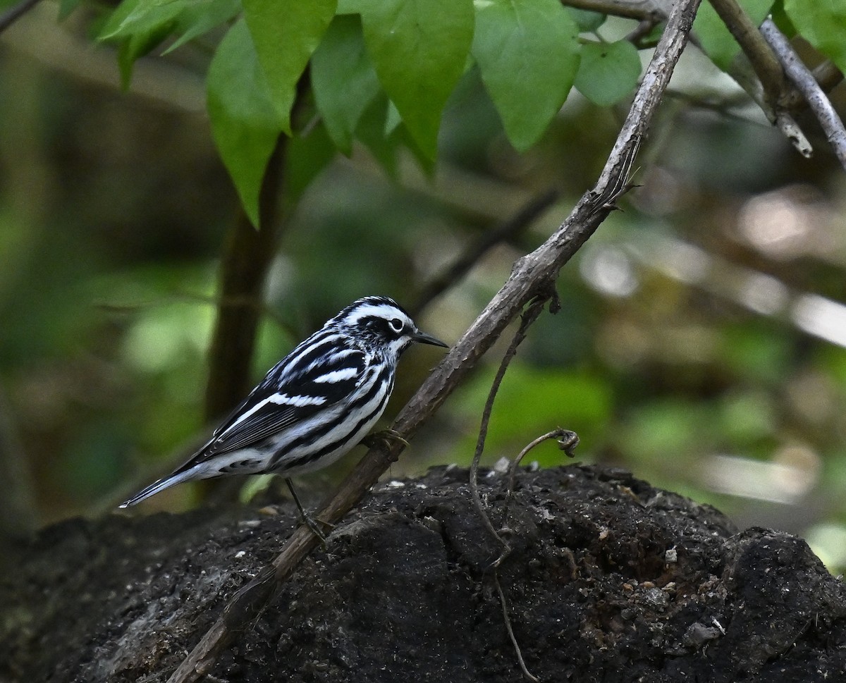 Black-and-white Warbler - ML618132430