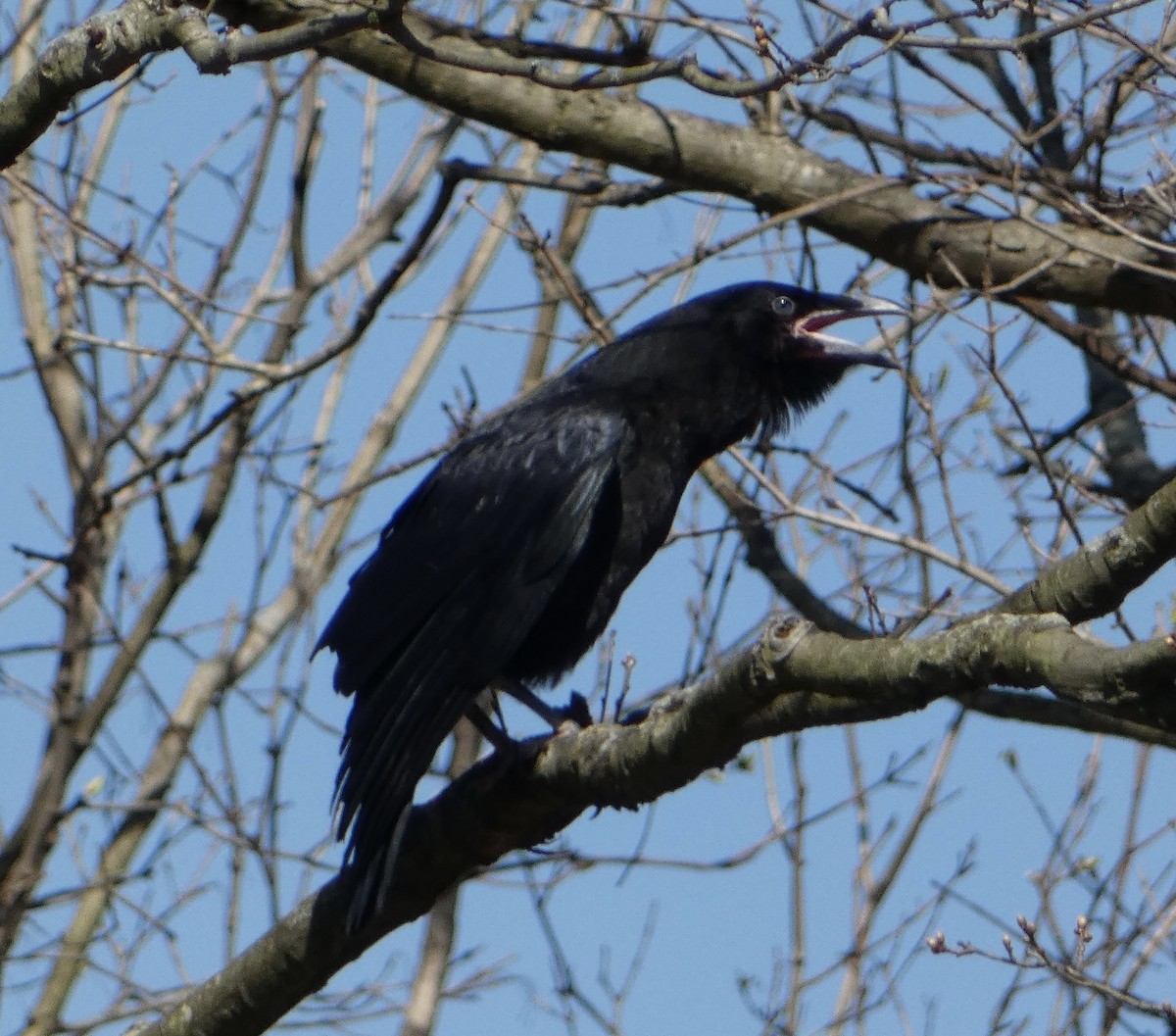 Common Raven - Trip Bondi