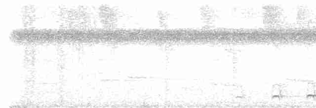 Weißbrust-Ameisenwürger - ML618132440