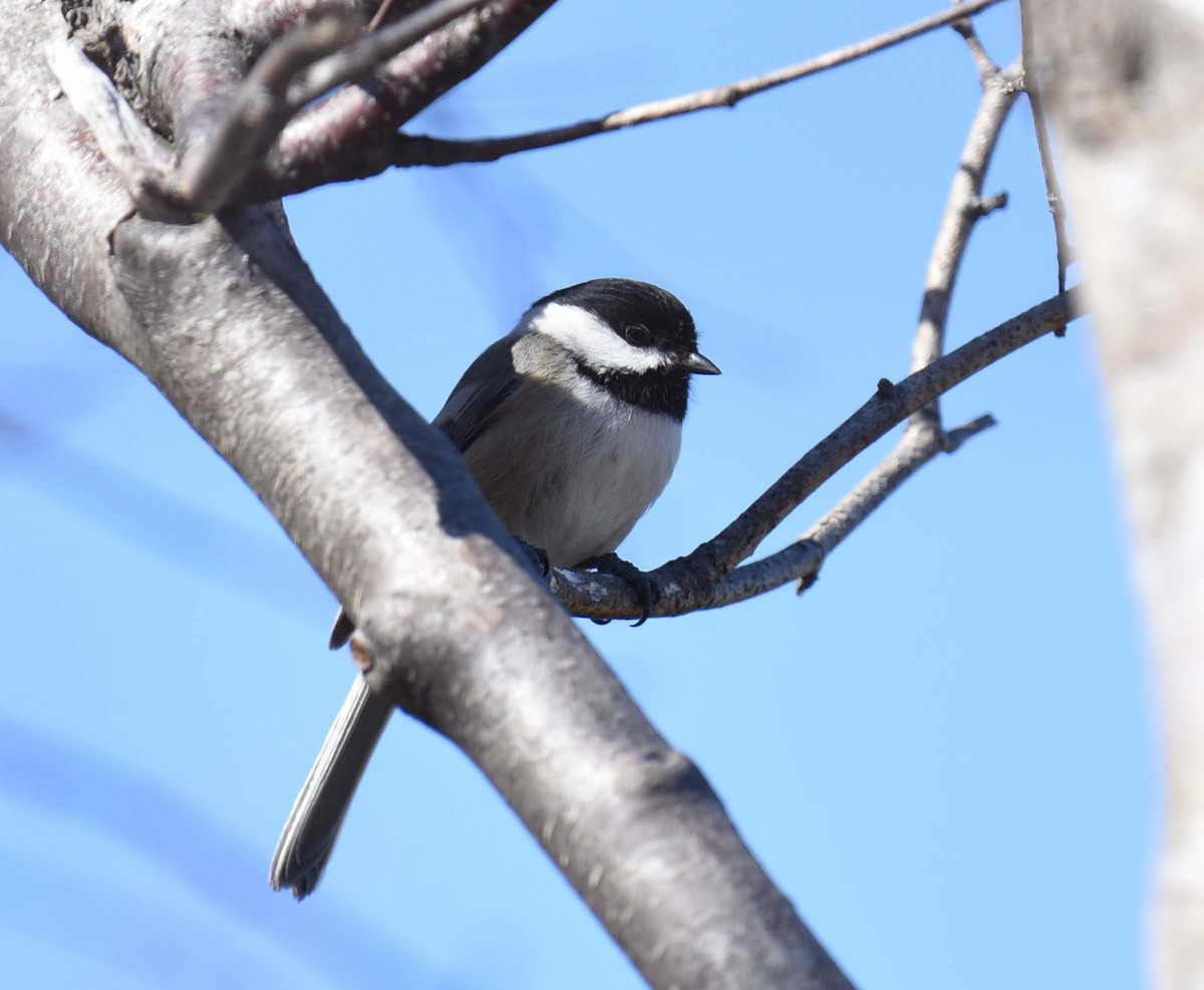 Black-capped Chickadee - Kathy Marche